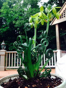 Rare Frizzle Sizzle Plant - Albuca spiralis - 2 Bulbs - Succulent House Plant by GreenHaven Gardens