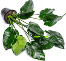 Anubias Live Aquarium Plants - Potted Freshwater Plant for Fish Tanks, Terrariums - Beginner Friendly Low Light (Barteri Broad Leaf, Mother Plant) by GreenHaven Gardens