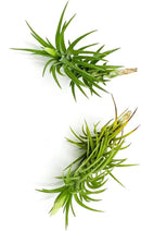 Live Air Plants – Tillandsia Araujei, Large 5” – 2ct – Live Arrival Guaranteed – House Plants for Home Décor & Gift by GreenHaven Gardens