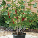 Premium Currant Plant Potting Soil Mix - Optimal Nutrient-Rich Blend for Thriving and Juicy Currants - 20 Quart by GreenHaven Gardens