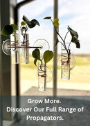 The Little Window Propagator | Window Propagation Station with Removable Glass Tubes, Indoor Plant Clippings, Cut Flowers, Herbs, Succulents | Home Decor | Plant Lover Gift (3) by GreenHaven Gardens