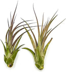 Live Air Plant – Tillandsia Capiput, Jumbo 6-9” - 3 ct - Live Arrival Guaranteed - House Plants for Home Decor & Gift by GreenHaven Gardens