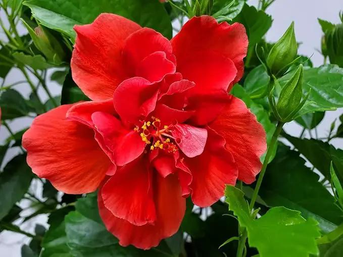 Hibiscus Plant Live - Double Red Hibiscus Bush - Flowering Plants - Red - Overall Height 26" to 28" - Tropical Plants of Florida (Plant Only), photo 3 of 5