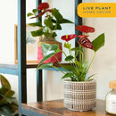 Costa Farms Anthurium Plant, Live Indoor Houseplant with Red Flowers, Easy Grow Flowering House Plant in Cute Décor Pot, Birthday, Housewarming, Get Well Soon, Home, Room, Office Décor, 12-Inches Tall by GreenHaven Gardens