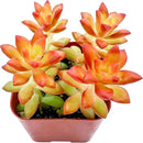 2" Live Succulent 'Sedum adolphii Shooting Stars', Rare Succulent Plants Fully Rooted in Pots, Unique House Plant for DIY, Party Favor, Home Office Decoration by GreenHaven Gardens