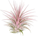 Ionantha Guatemala Tillandsia Air Plant, Guatemala Tillandsia Live Airplant, Healthy Arrival Guaranteed, Great Indoor Plant, Home Decor & Gift (Light Pink) by GreenHaven Gardens