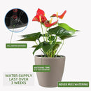Dexceder 13x12 Self Watering Planter with Wheels Indoor Outdoor, Inner Pot Design, Thickened Large Floor Standing Flower Plant Pot with Water Level Indicator (Taupe Matte) by CozyNest Decor