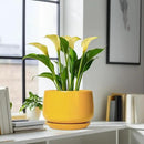 G EPGardening Ceramic Flower Pot - 9 Inch Plant Pots for Indoor Outdoor Plants, Round Ceramic Planter with Drainage and Plant Saucer, Modern Planter, Home Office Decor, Garden Gifts, Yellow by GreenHaven Gardens