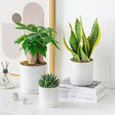 vancasso Ceramic Plant Pots, 3 Piece Planters for Indoor Plants, 4.25+5.25+6.25 Inch Flower Pots with Drainage, Plant Pots Indoor for Succulent, Pothos, Snake Plant and Money Tree, Etc (White) by GreenHaven Gardens