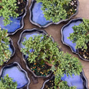Brussel's Bonsai Brussel's Green Mound Juniper Bonsai in Zen Reflections Pot, SMALL by GreenHaven Gardens