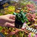 Anubias Live Aquarium Plants - Potted Freshwater Plant for Fish Tanks, Terrariums - Beginner Friendly Low Light (Barteri Petite Round, 1 Pot) by GreenHaven Gardens