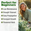 HOME GROWN White Sage Seeds 646 Pack 𝗡𝗢𝗡-𝗚𝗠𝗢, 𝗨𝗦𝗔-𝗦𝗢𝗨𝗥𝗖𝗘𝗗 Heirloom Seeds - Grow Aromatic Sage Plants for Your Herb Seeds Garden with Sage for Planting Outdoor or Indoor (Salvia apiana)