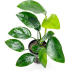 Anubias Live Aquarium Plants - Anubias Nana Tropica (Anubias barteri Nana) - Low Light Epiphytic Rhizome for Foreground to Midground Freshwater Aquascapes, Dark Green Accent - Pot by GreenHaven Gardens
