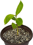 Horticultural Organic Vermiculite by GARDENERA - Medium Grade - Natural Soil Additive for Potted Plants, Orchids, Hydroponics, Terrariums (3 Quart) by GreenHaven Gardens