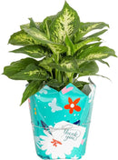 Costa Farms Dieffenbachia, Live Indoor Plant in Thank You Gift Wrap Planter, Potted Houseplant in Potting Soil Mix, Housewarming, Birthday Gift, 12-14 Inches Tall by GreenHaven Gardens