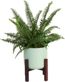 Costa Farms Kimberly Queen Fern, Live Indoor Plant, Houseplant Potted in Premium Décor Plant Pot, Potted in Potting Soil, Beautiful Room Decor, Birthday, Housewarming Gift by GreenHaven Gardens