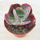 Live Succulents Echeveria Big Red (4-inch), Succulent Plants Fully Rooted in Pots with Soil, Easy-Care House Plant for DIY, Home Office Decor, Wedding Party Favor by GreenHaven Gardens