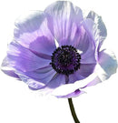 Easy to Grow Anemone Italian Mistral Plus Azzurro - 10 Plant Bulbs, Lavender-Blue Flowers in Spring, Full Sun by GreenHaven Gardens
