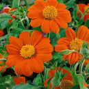 Outsidepride Goldfinger Mexican Sunflower Seeds - 1000 Pcs Annual, Easy-to-Grow, Orange Tithonia Speciosa Flower Seeds w/Drought-Tolerant Blooms for Pollinator Gardens & Vibrant Summer Landscaping by GreenHaven Gardens
