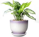 8 Inch Plant Pot, Ceramic Planter with Drainage and Saucer, Ceramic Pots for Plants, Indoor Plant pots,Ceramic Flower pots(Purple + White, Plants NOT Included) by GreenHaven Gardens