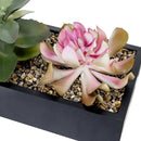 MyGift Artificial Assorted Succulent Arrangement in Rectangular Black Wood Planter Box, Fake Plant Decor by CozyNest Decor