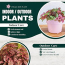 Polka Dot Plant Collection (4-Pack) - House Plants Indoors Live, Air Purifying Live Indoor House Plants, (Red, White, Rose, and Pink) Indoor Plants Live houseplants. by GreenHaven Gardens