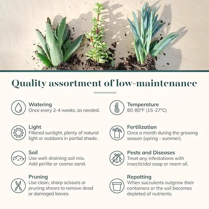 Shop Succulents Colorful Succulent Plant Pack 2" Grow Pot Pack of 64, photo 4 of 4
