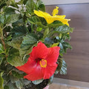 Tropical Plants of Florida Live Hibiscus Bush – Mystery Multi-Color Flowering Shrub in 3 Gallon Pot, 24 to 28” Tall – 2 to 3 Mixed Bloom Colors, Outdoor Tropical Garden Plant by GreenHaven Gardens