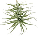 Live Air Plants - Tillandsia Albida 7-12" - 2ct – ragnaroc Live Indoor Plant - Live Arrival Guaranteed - House Plants for Home Decor & Gift by GreenHaven Gardens