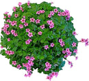 24 Pack Iron Cross Shamrock Plant Bulbs, Live Oxalis Bulbs for Indoor Outdoor Gardens, Year-Round Perennial Lucky Shamrock Plants Live in Pots Home Decor by GreenHaven Gardens
