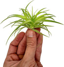 Live Air Plants - Tillandsia Geminiflora 1-3" - 1ct – ragnaroc Live Indoor Plant - Live Arrival Guaranteed - House Plants for Home Decor & Gift by GreenHaven Gardens