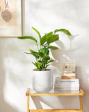 vancasso 8 Inch Ceramic Plant Pots, Planters with Drainage Hole, Flower Pots Planters Pots for Indoor Plants, Modern Indoor Decorative Garden Pot, Home Decor, White by GreenHaven Gardens