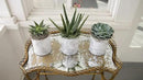 Espoma Organic Cactus Potting Soil Mix, Natural & Organic Soil for Cactus, Succulent, Palm, and Citrus Grown in containers Both Indoors and Outdoors, 8 qt, Pack of 2 by GreenHaven Gardens