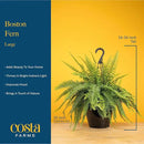 Costa Farms Ferns (2 Pack), Live Premium Boston Fern Plants in Hanging Basket Planters, Houseplants Potted in Soil Potting Mix, Outdoor Garden Gift, Beautiful Home Patio Décor, 16-Inches Tall by GreenHaven Gardens