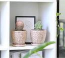 4 Inch Mini Plant Pots, Ceramic Succulent Planter with Drainage Hole and Saucers for Indoor Plants, Small Garden Pots for Succulent, Herb and Flower, Set of 4 by CozyNest Decor