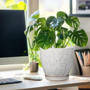 8 Inch Ceramic Pots for Plants Large Planter Pot with Drainage Hole and Saucer Round Flower Pot for Indoor Outdoor Decor, White by CozyNest Decor
