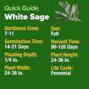 HOME GROWN 𝗨𝗦𝗔 𝗣𝗥𝗘𝗠𝗜𝗨𝗠 White Sage Seeds 323 Pack 𝗡𝗢𝗡-𝗚𝗠𝗢 Heirloom Seeds - Grow Aromatic Sage Plants for Your Herb Seeds Garden with Sage for Planting Outdoor or Indoor (Salvia apiana) by GreenHaven Gardens