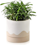Nihow Ceramic Plant Pot: 6 Inch Planter with Drainage Hole & Saucer for Indoor & Outdoor Plants - Cylinder Round Flower Pot for Succulent/Herbs/Violets - White & Nature by GreenHaven Gardens