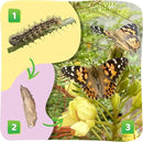Insect Lore Butterfly Garden Kit – 10 Live Caterpillars, Habitat, STEM Journal, 2 Chrys-a-lid Holding Logs & Feeder – Grow & Release Painted Lady Butterflies – Educational Science Toy by GreenHaven Gardens