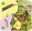 Insect Lore Butterfly Garden Kit – 10 Live Caterpillars, Habitat, STEM Journal, 2 Chrys-a-lid Holding Logs & Feeder – Grow & Release Painted Lady Butterflies – Educational Science Toy by TinyTreasures Baby Boutique