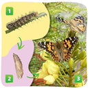 Insect Lore Cup of Caterpillars - 5 Live Painted Lady Caterpillars with Food - Refill for Butterfly Garden Kit - Stickers & Chrys-A-Lid Holding Log Included - STEM Learning Activity by TinyTreasures Baby Boutique