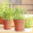 homenote Pots for Plants, 15 Pack 6 Inch Plastic Planters with Multiple Drainage Holes and Tray - Plant Pots for All Home Garden Flowers Succulents (Terra Cotta) by CozyNest Decor