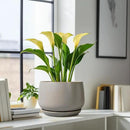G EPGardening Ceramic Planter 9 Inch - Round Modern Plant Pots with Drainage and Plant Saucer Indoor Outdoor for Flower, Vanity Decor, House Gifts, Retro Grey by GreenHaven Gardens