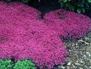20,000+ Creeping Thyme Seeds Ground Cover, Non-GMO Perennial Flower Seeds, Hardy Thymus Serpyllum, Creeping Phlox Alternative for Landscaping & Garden Paths (Hot Pink) by GreenHaven Gardens