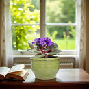 African Violet Pots Self Watering Round Ceramic Violet Pot (Green, 6 inch) by GreenHaven Gardens