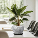 Ceramic Planter Pot - 6 Inch Plant Pot with Drainage Hole and Saucer, Succulent Pot Glaze Round for Indoor Outdoor Plants, White and Black by GreenHaven Gardens