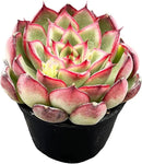 Live Succulent Echeveria 'Firrefly', Approx 2-inch Large, Potted Succulents, Fully Rooted, Easy Care House Plants by GreenHaven Gardens