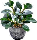 AlphaAcc Artificial Plants Potted Real Looking Small Faux Plant with Rustic Black Cement Planter for Kitchen Office Desk Bookshelf Decor (Ficus Plant) by CozyNest Decor