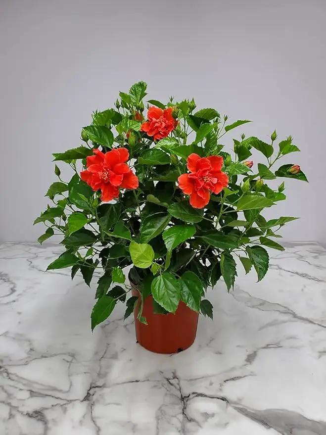 Hibiscus Plant Live - Double Red Hibiscus Bush - Flowering Plants - Red - Overall Height 26" to 28" - Tropical Plants of Florida (Plant Only), photo 2 of 5