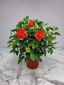 Hibiscus Plant Live - Double Red Hibiscus Bush - Flowering Plants - Red - Overall Height 26" to 28" - Tropical Plants of Florida (Plant Only) by GreenHaven Gardens